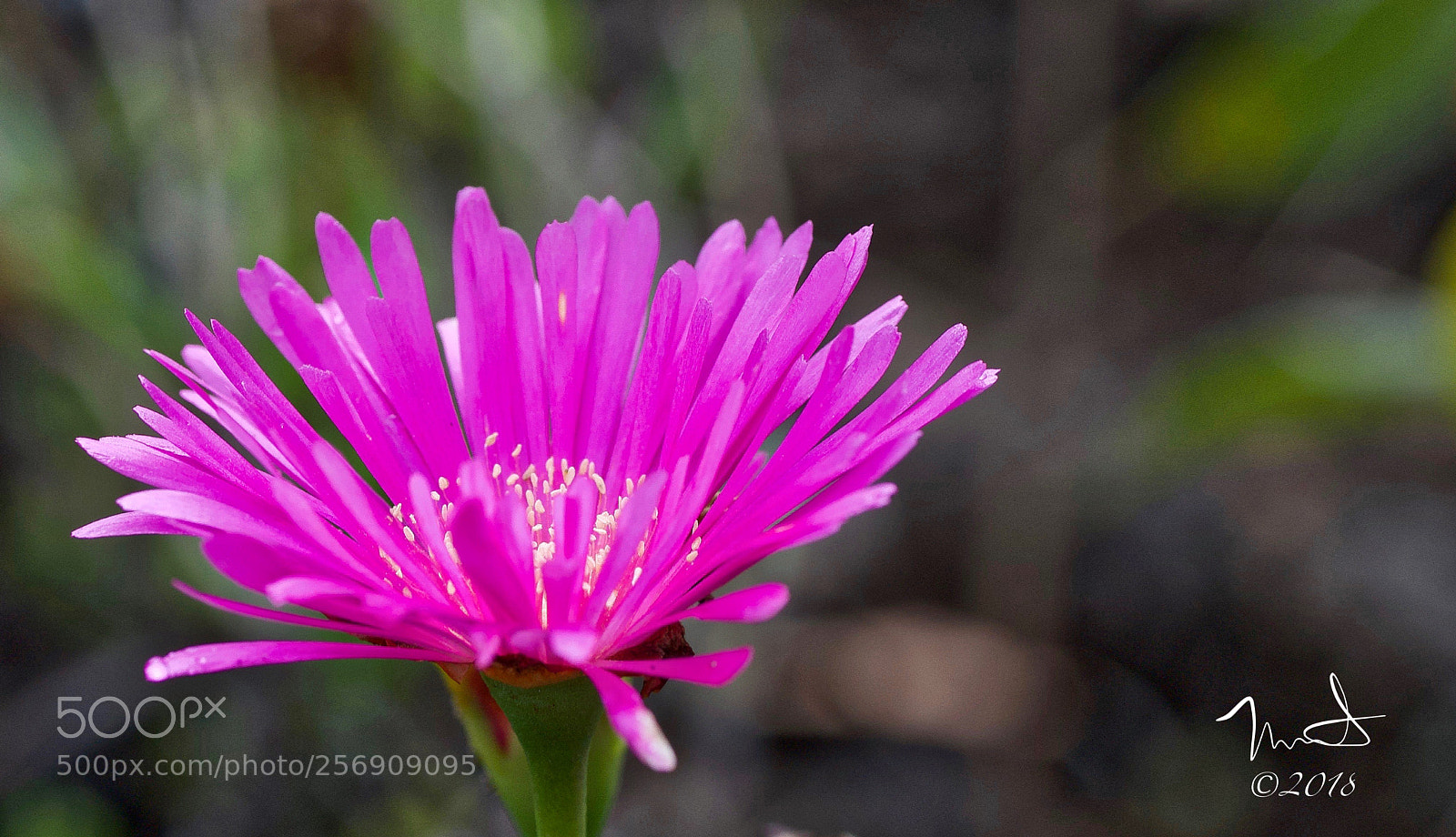 Nikon D750 sample photo. Pink! photography