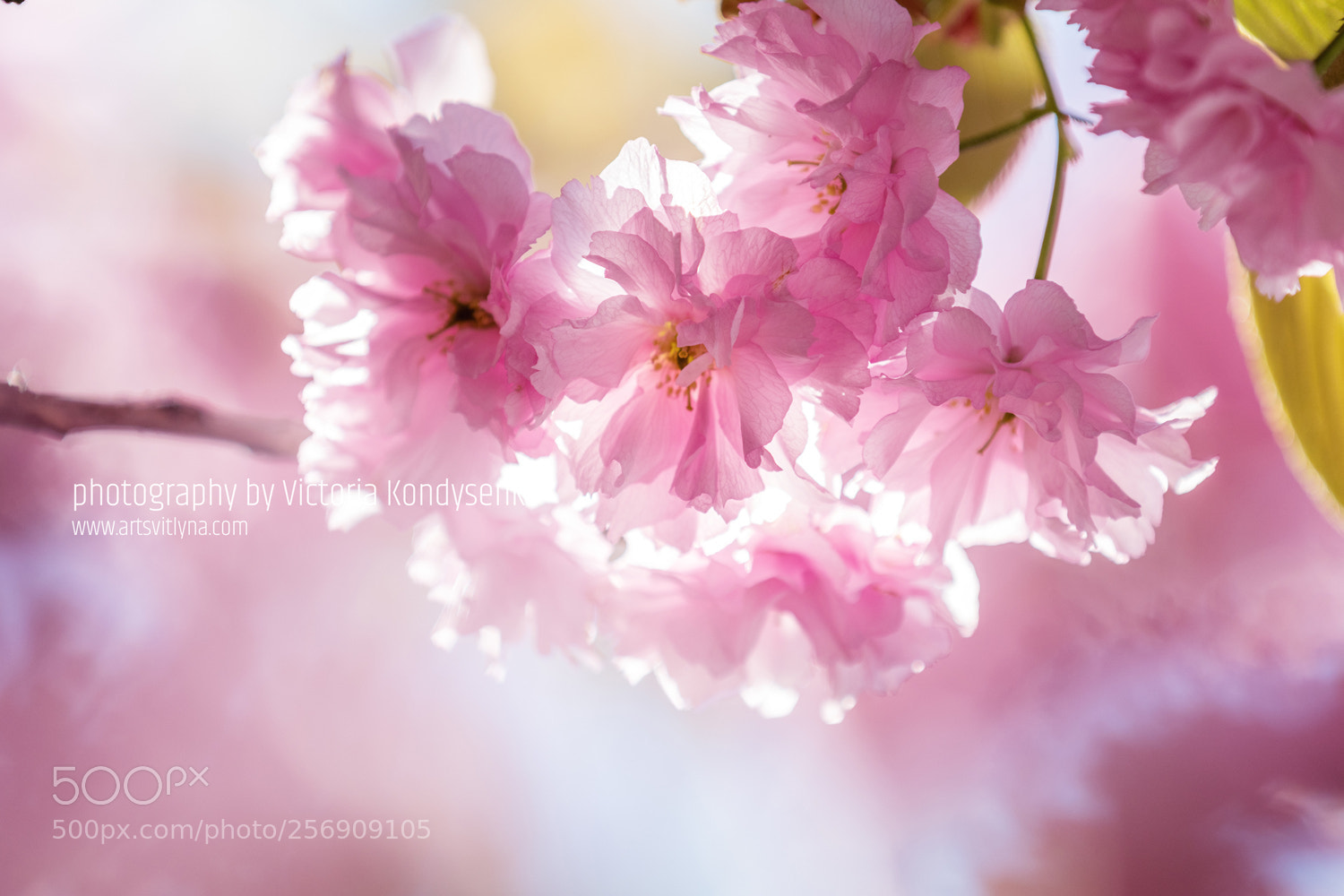Canon EOS 80D sample photo. Close up of pink photography