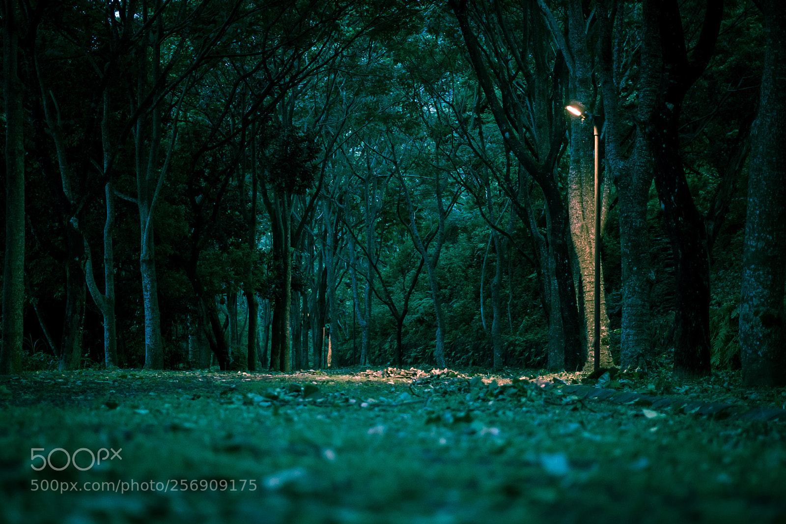 Sony a7 sample photo. Silent forrest photography