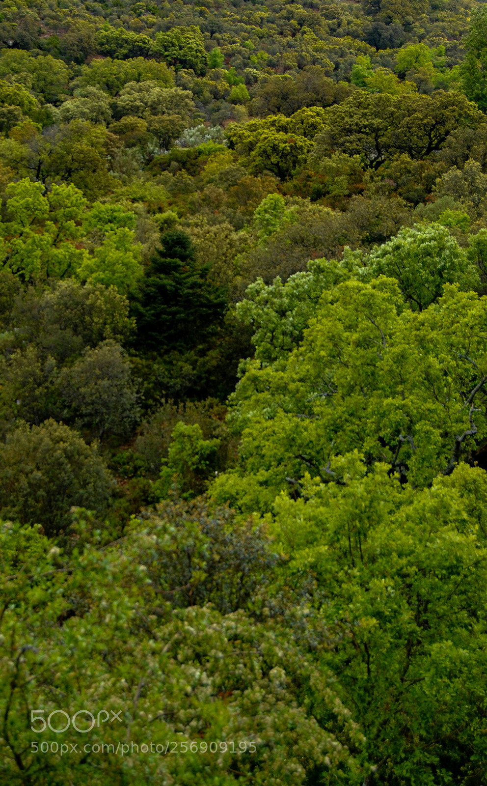 Nikon D3000 sample photo. Colores photography