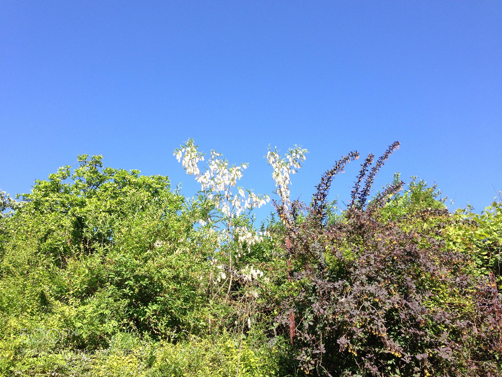 Apple iPhone 5 sample photo. My garden photography