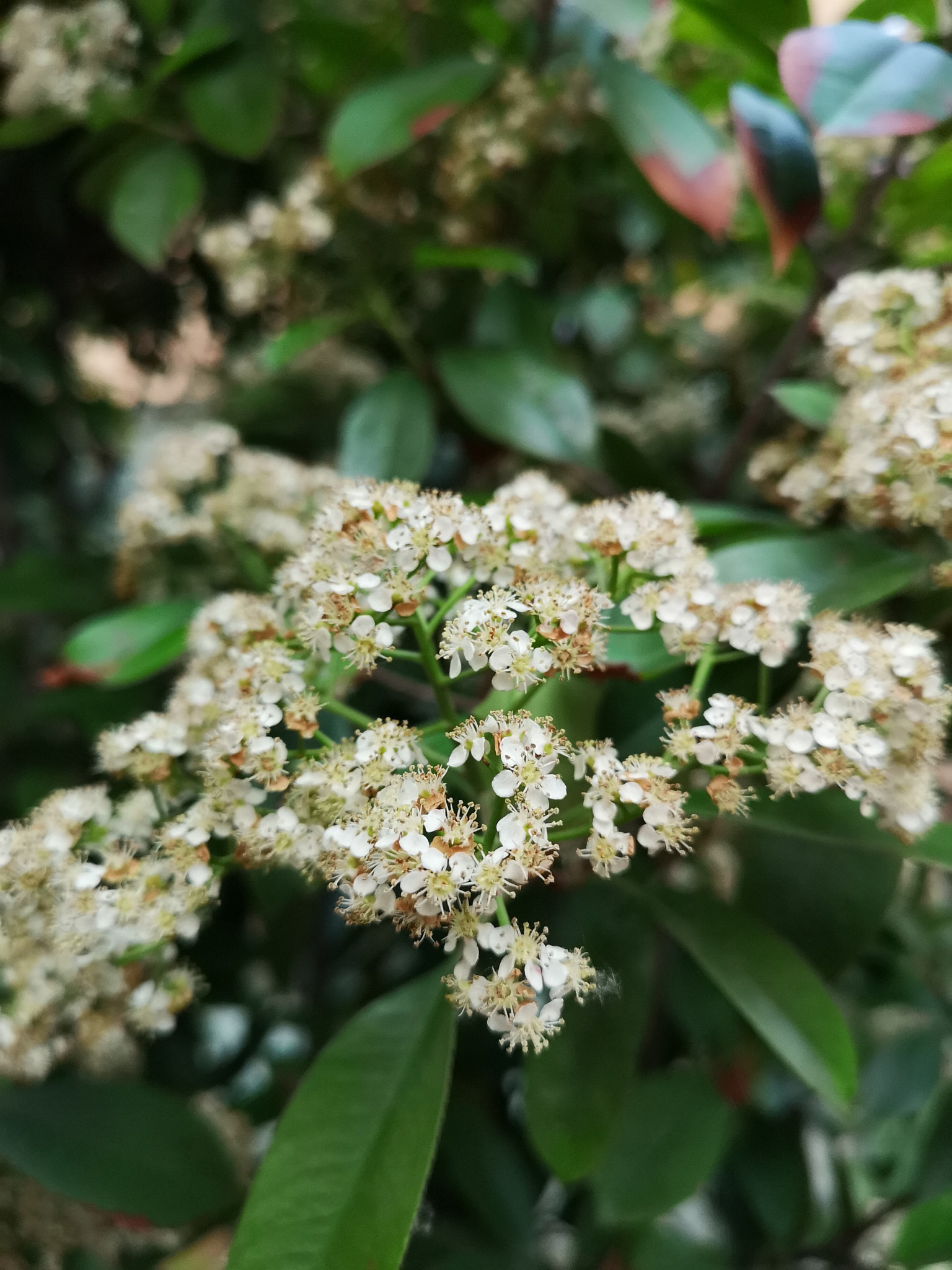 HUAWEI P20 Pro sample photo