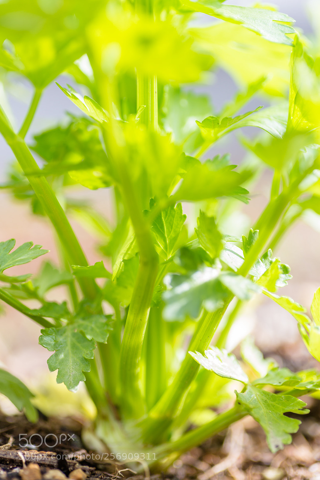Canon EOS 6D sample photo. Celery in the morning photography