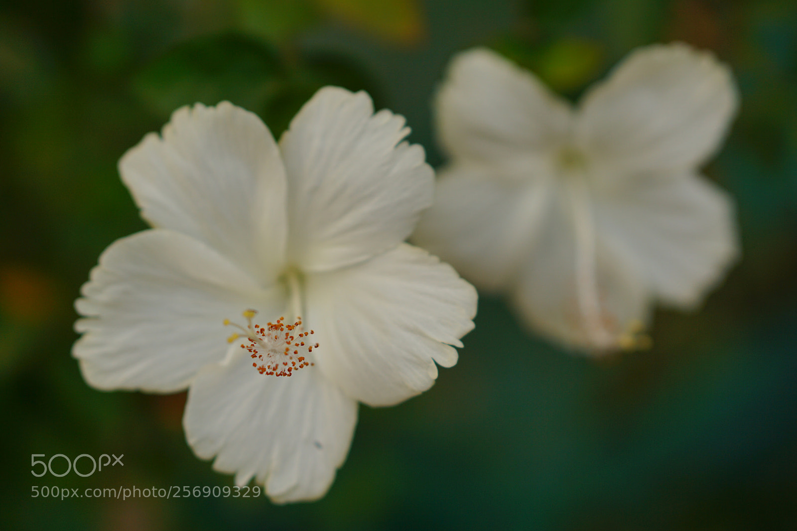 Sony a6000 sample photo. White hybiscus photography