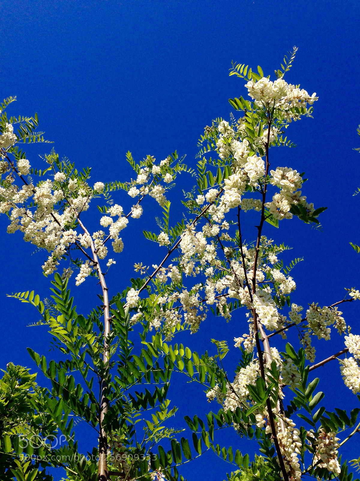 Apple iPhone 5 sample photo. Robinia sp. photography