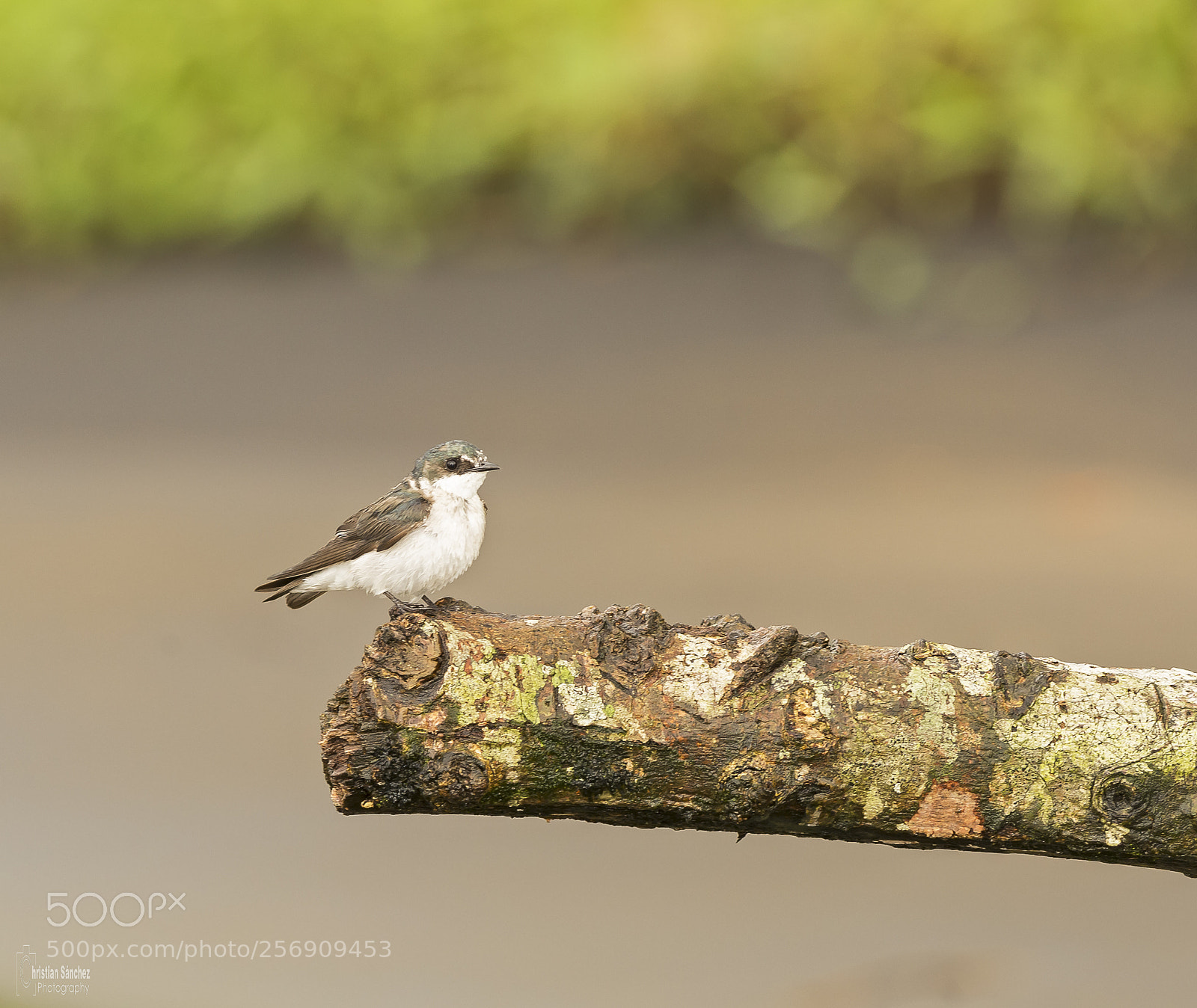 Nikon D4 sample photo. Mangrove swallow photography