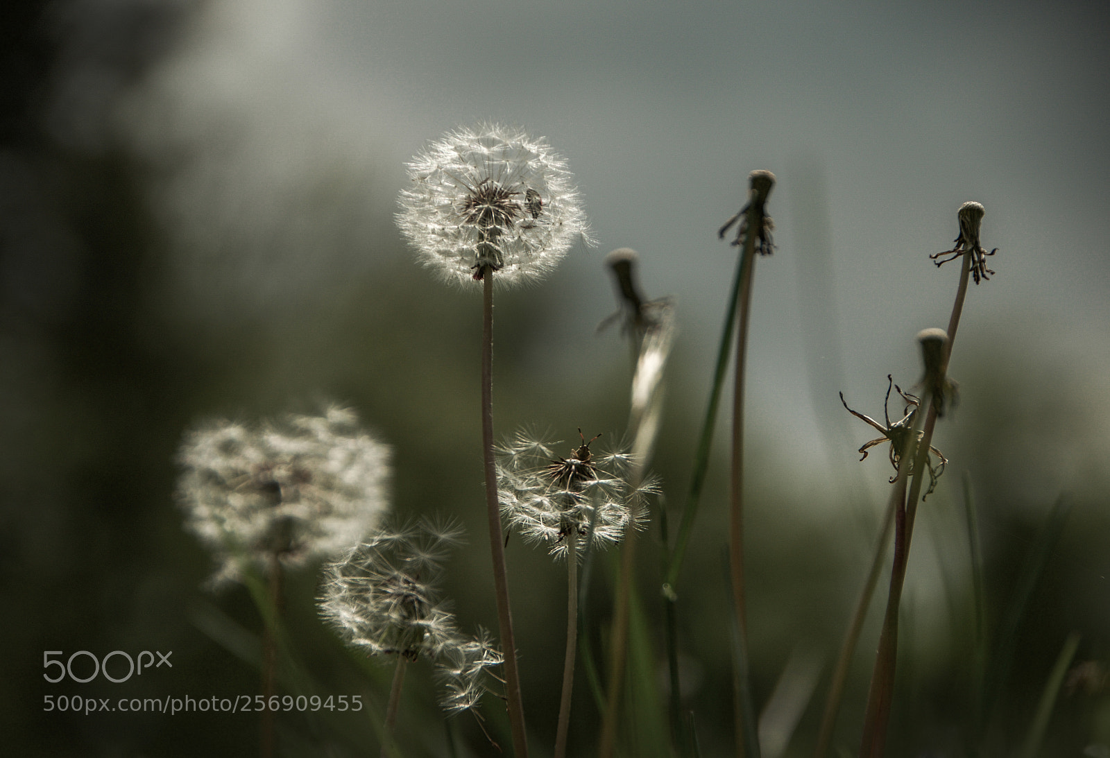 Nikon D610 sample photo. Hidden insects photography