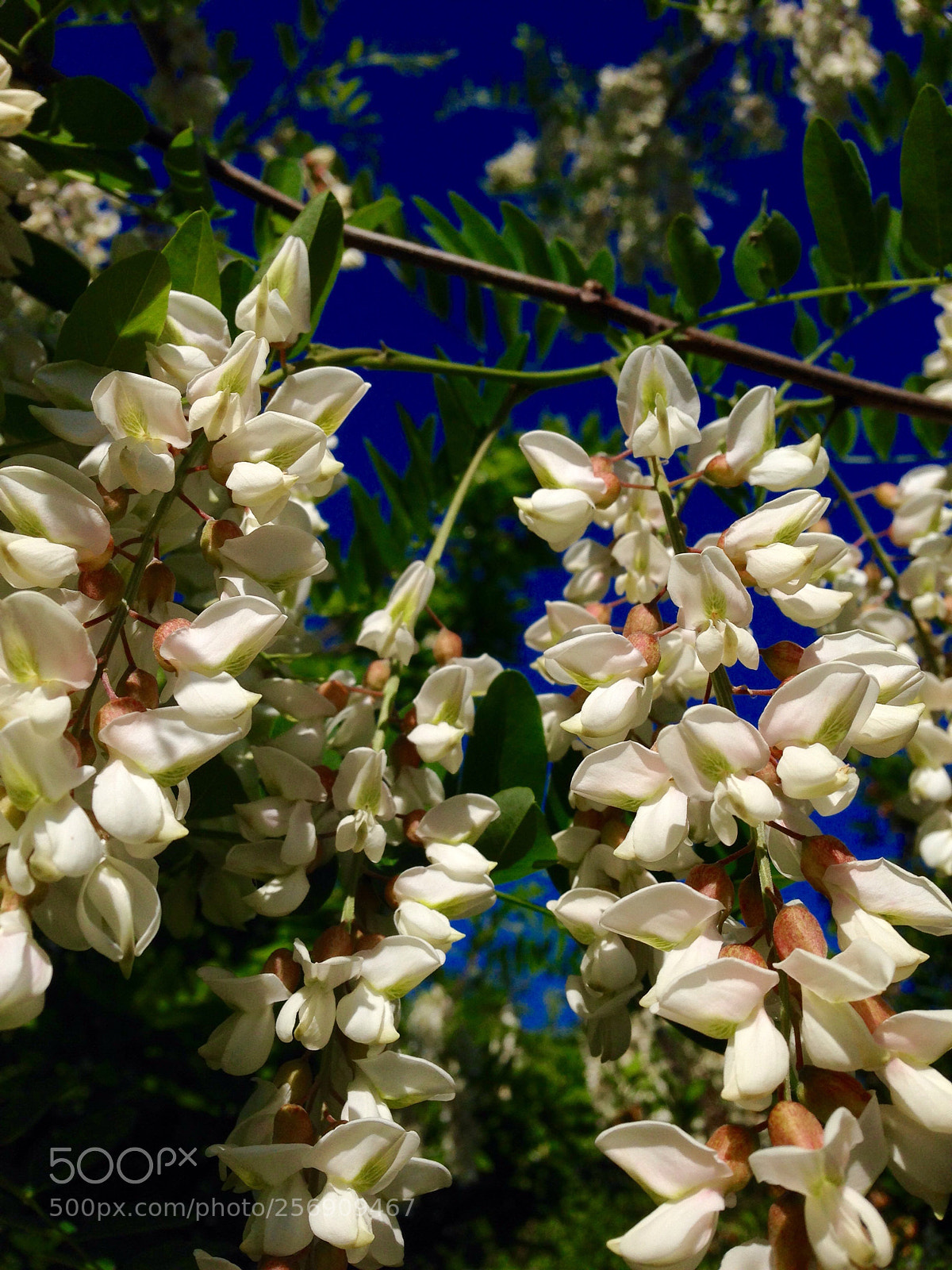 Apple iPhone 5 sample photo. Robinia pseudoacacia photography