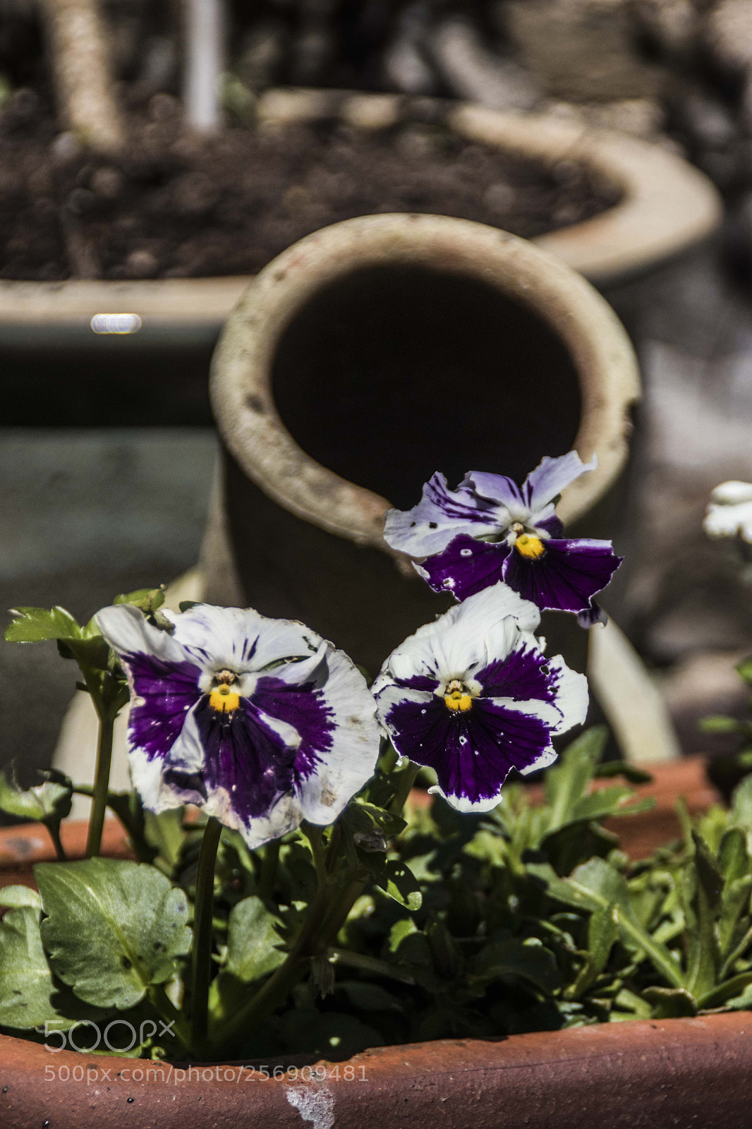 Canon EOS 800D (EOS Rebel T7i / EOS Kiss X9i) sample photo. (edit) photography