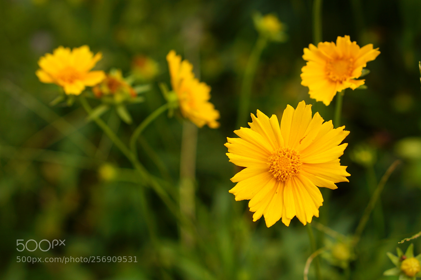 Sony a6000 sample photo. Cosmos photography