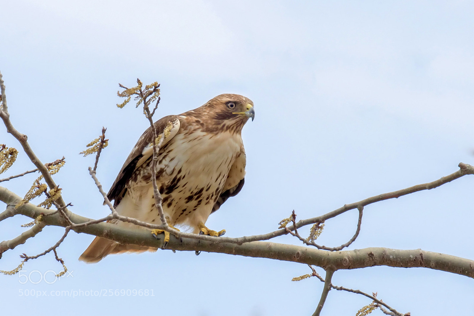 Canon EOS 7D Mark II sample photo. Hunting mode photography