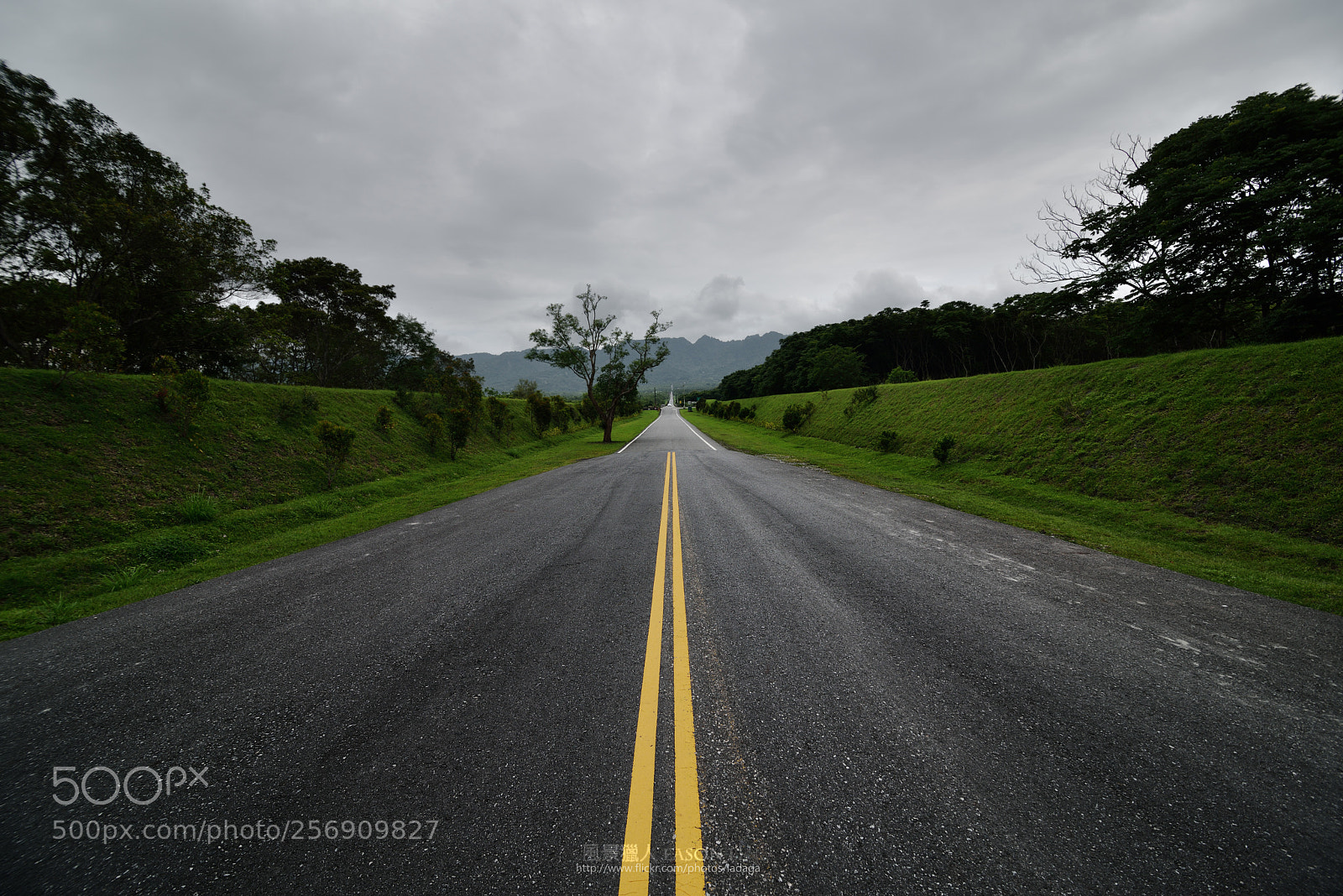 Nikon D810 sample photo. 大富樹 photography