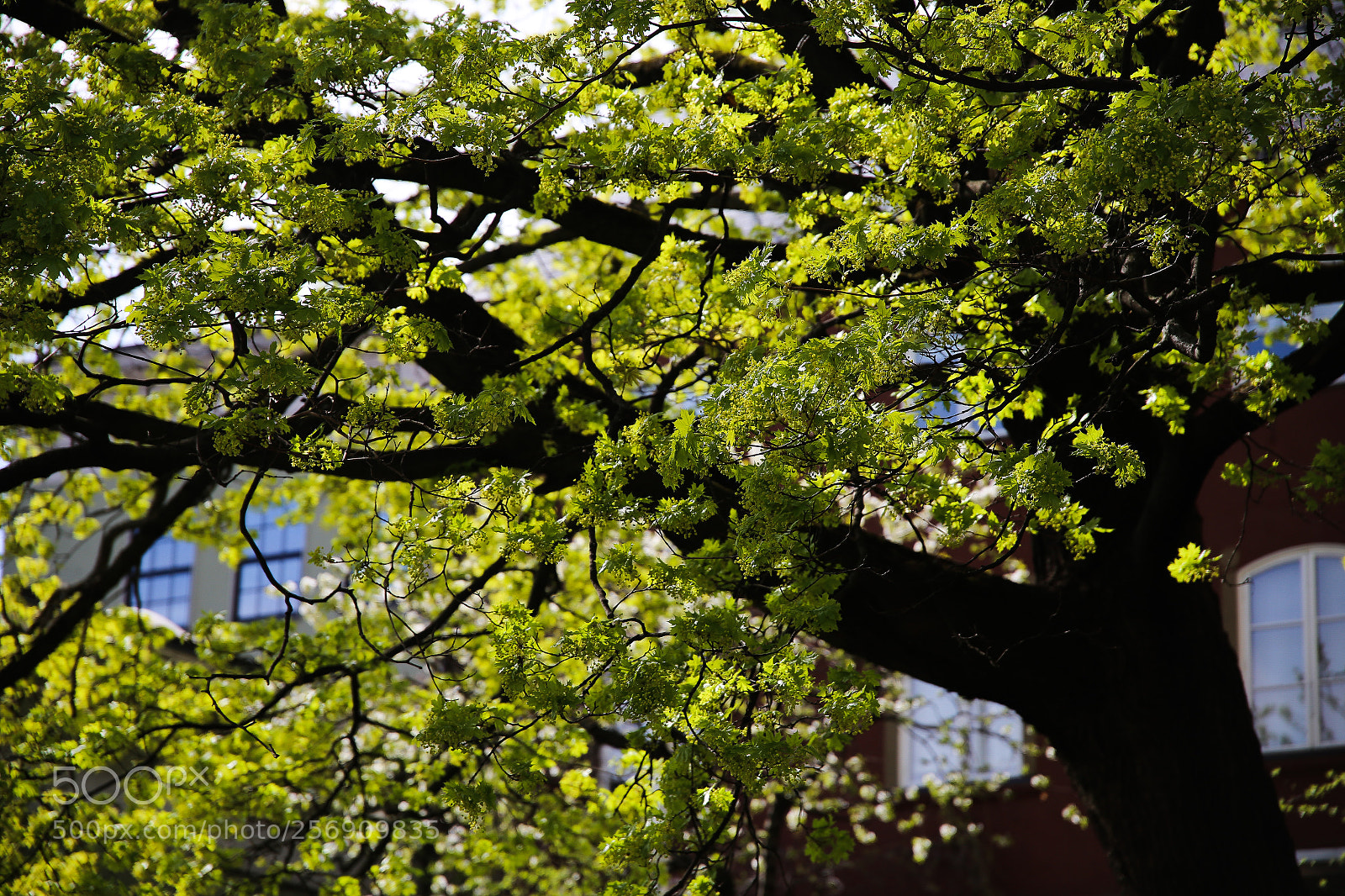 Canon EOS 6D sample photo. Almost summer photography