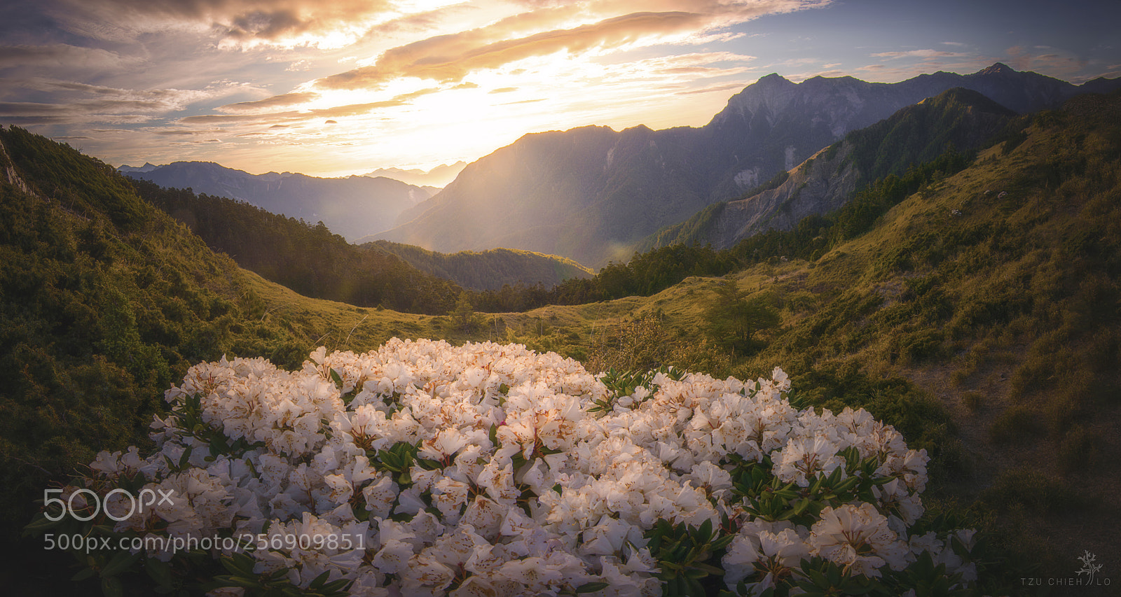 Nikon D7100 sample photo. 山靈花蕾 photography