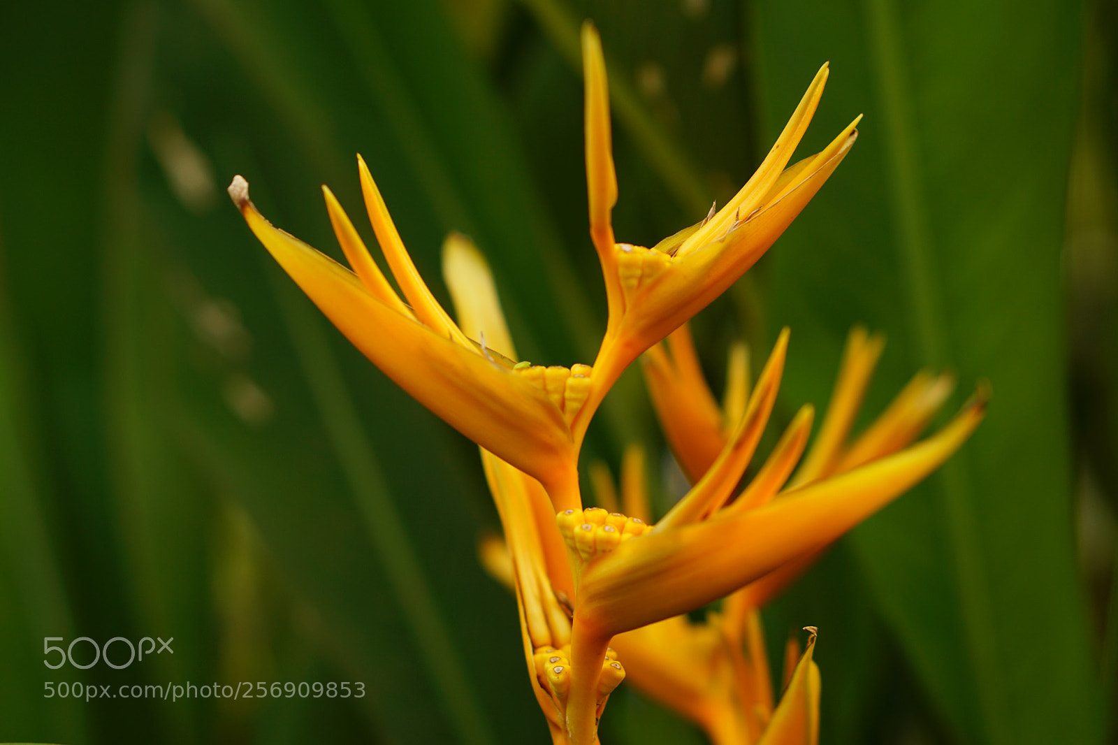 Sony a6000 sample photo. Heliconia photography