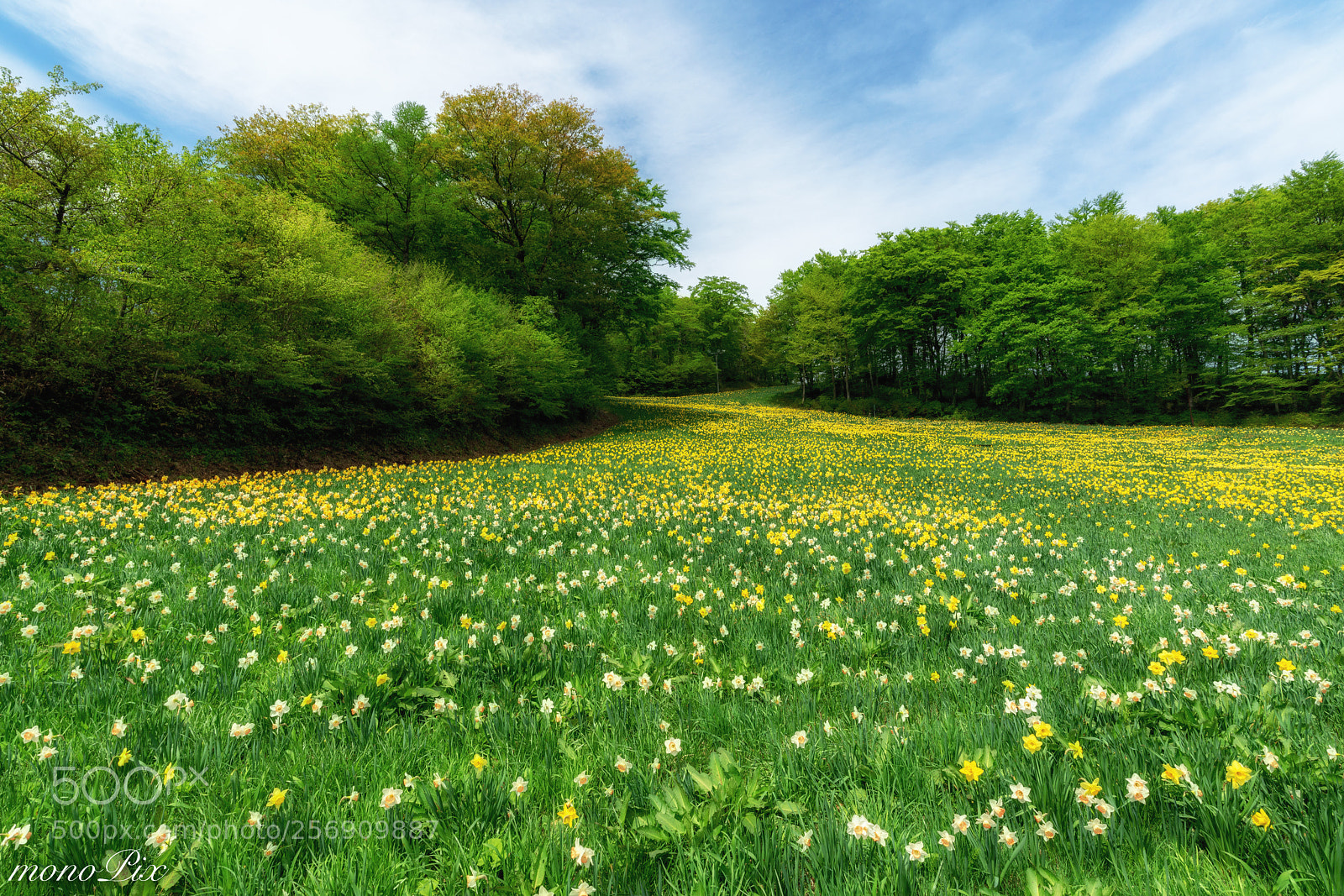 Sony a7R III sample photo. Narcissus hill photography