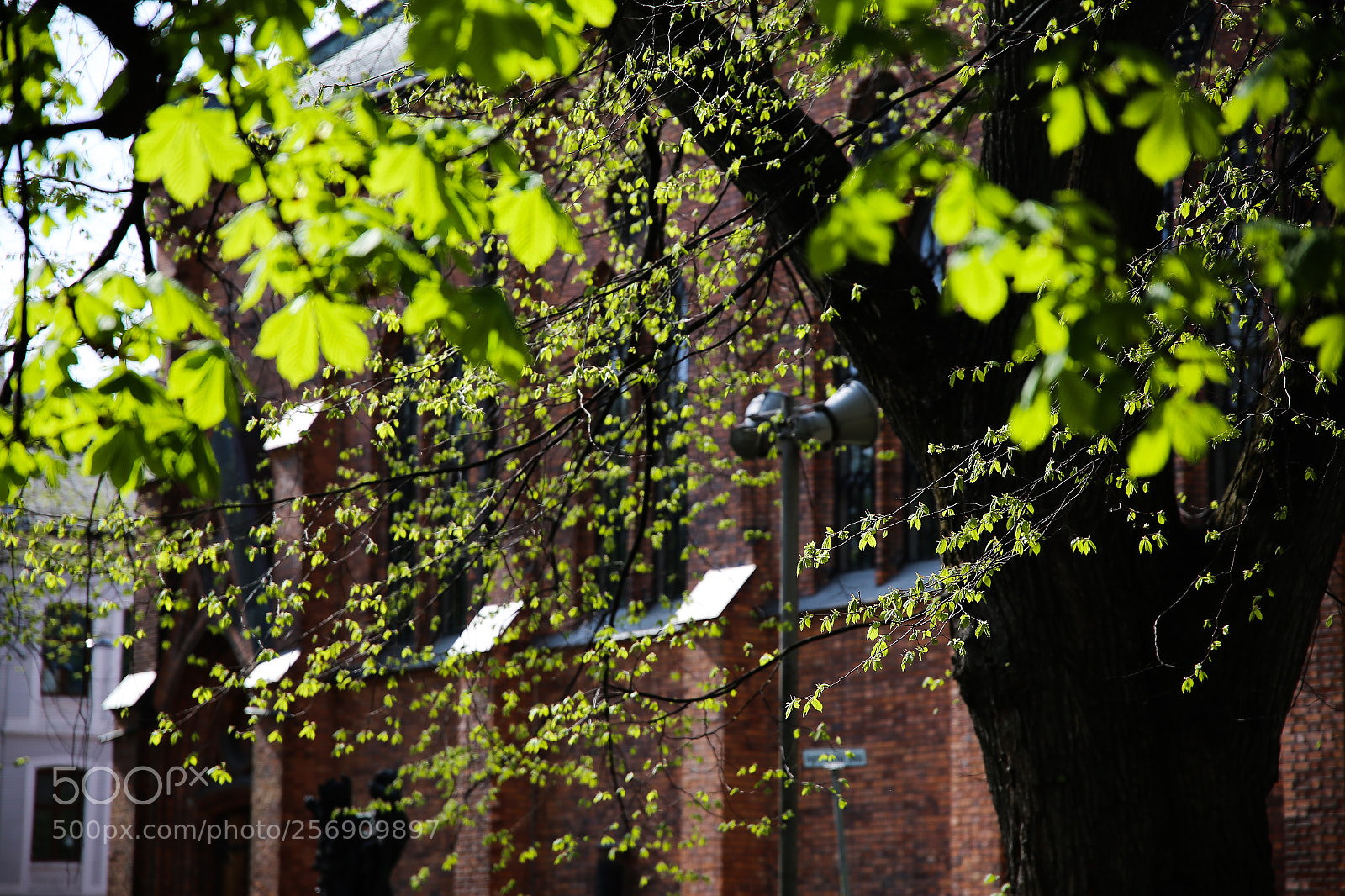 Canon EOS 6D sample photo. Almost summer photography