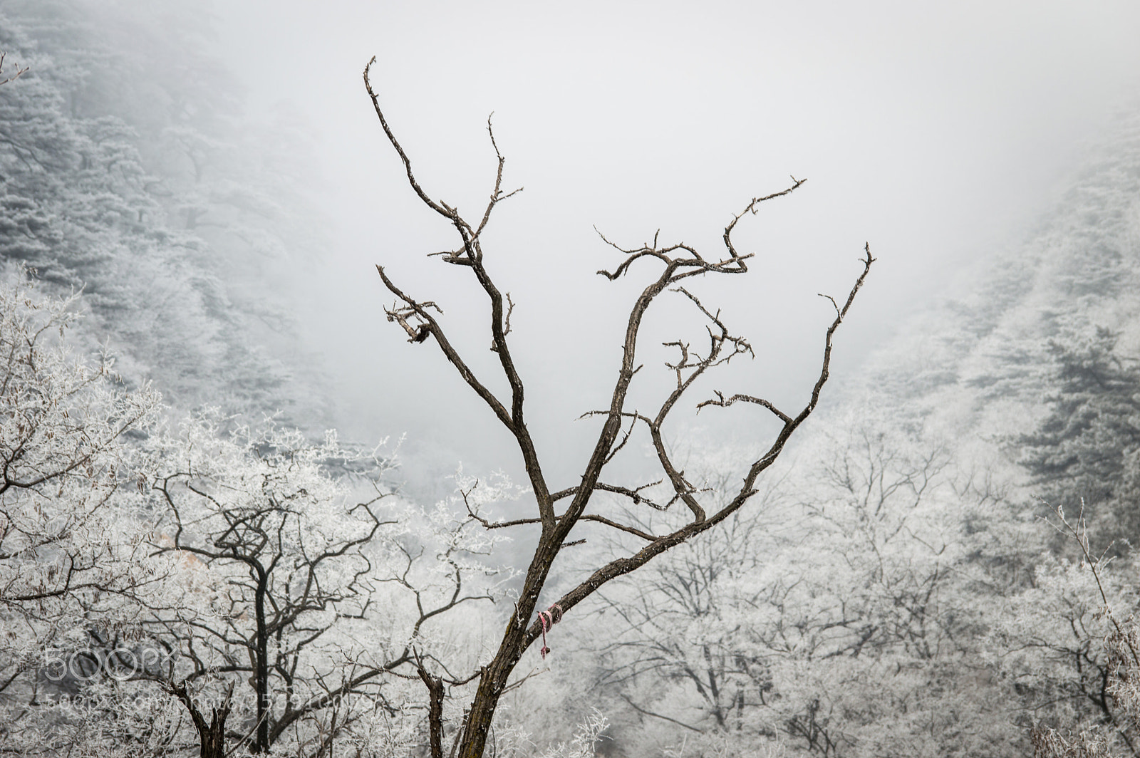 Nikon D3200 sample photo. Nature shock photography