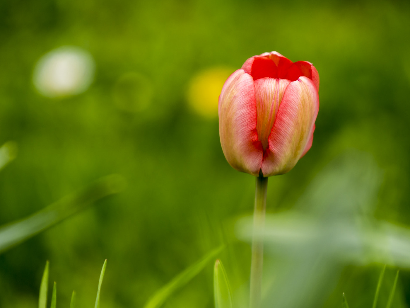 Panasonic DMC-G81 sample photo. Spring with tulip photography