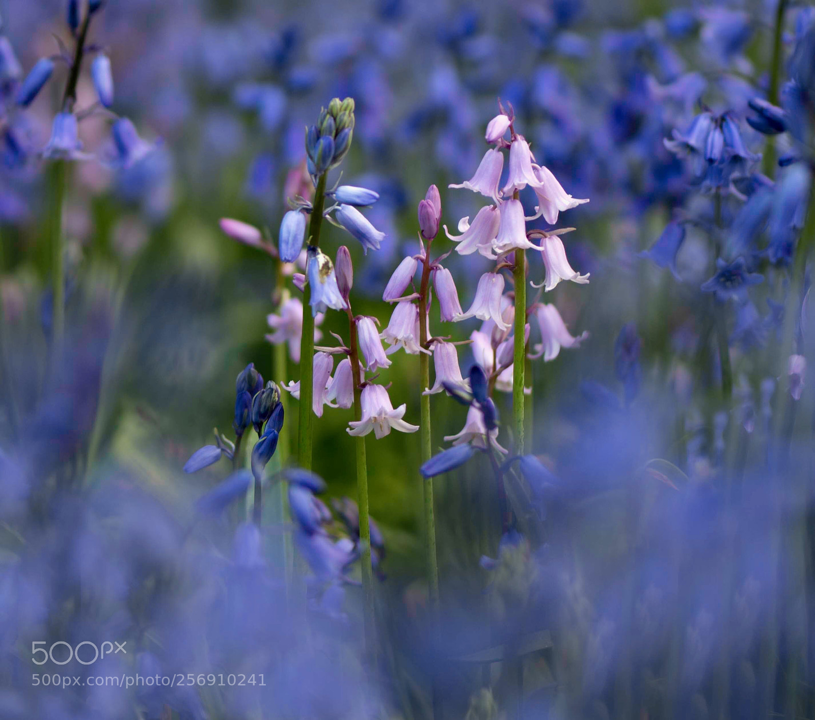 Nikon D810 sample photo. Pink in blue photography