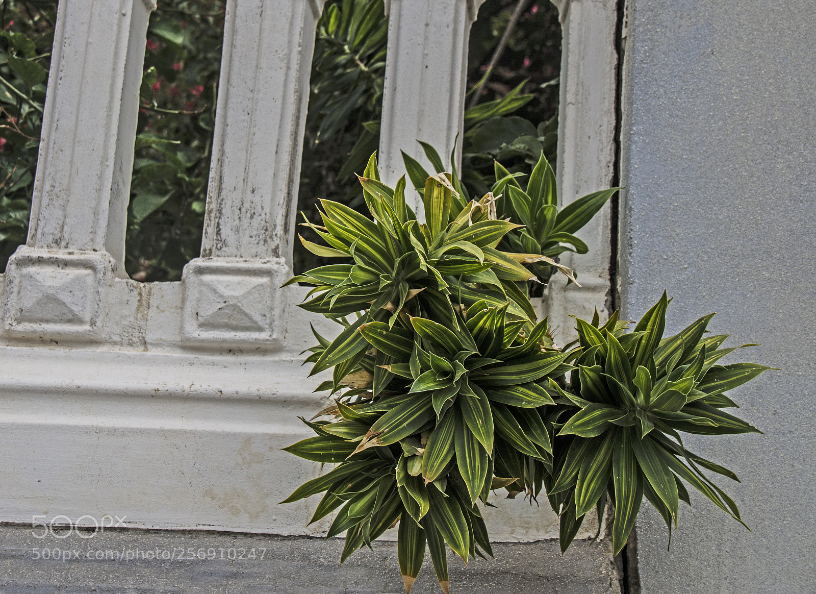 Nikon D7100 sample photo. ******* photography