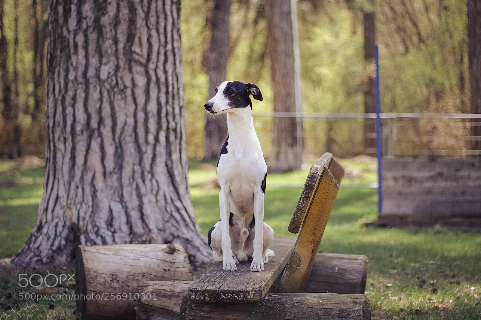 Canon EOS 60D sample photo. Ari photography