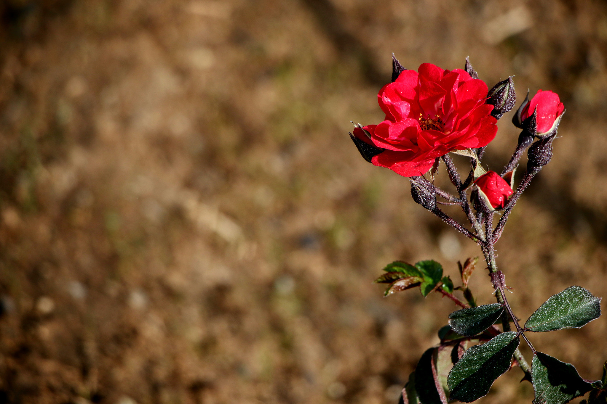 Canon EOS 70D sample photo