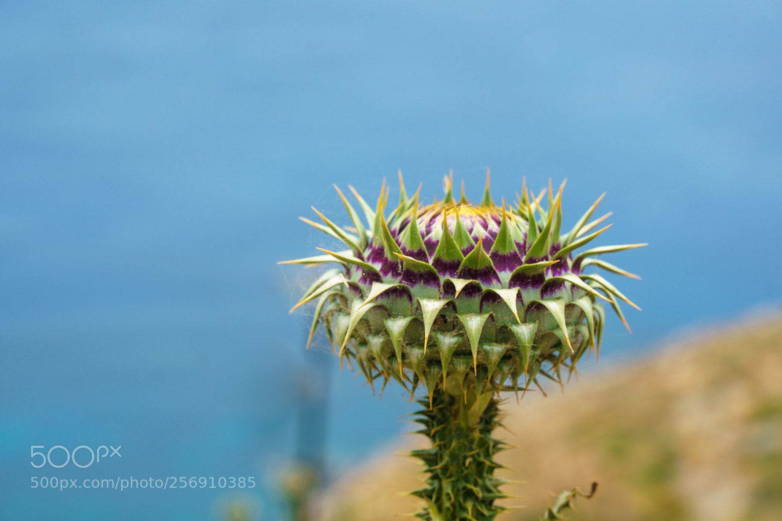Sony a6000 sample photo. Thistle photography