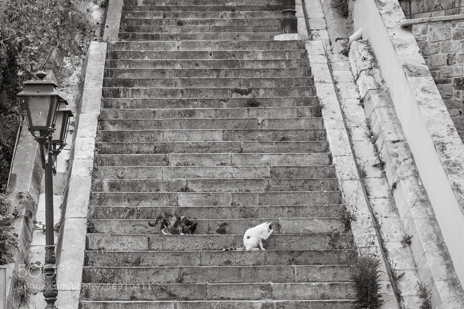 Sony a6000 sample photo. Cat in the stairs photography