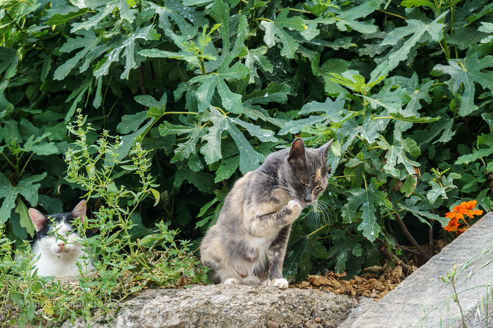 Sony a6000 sample photo. Cats photography