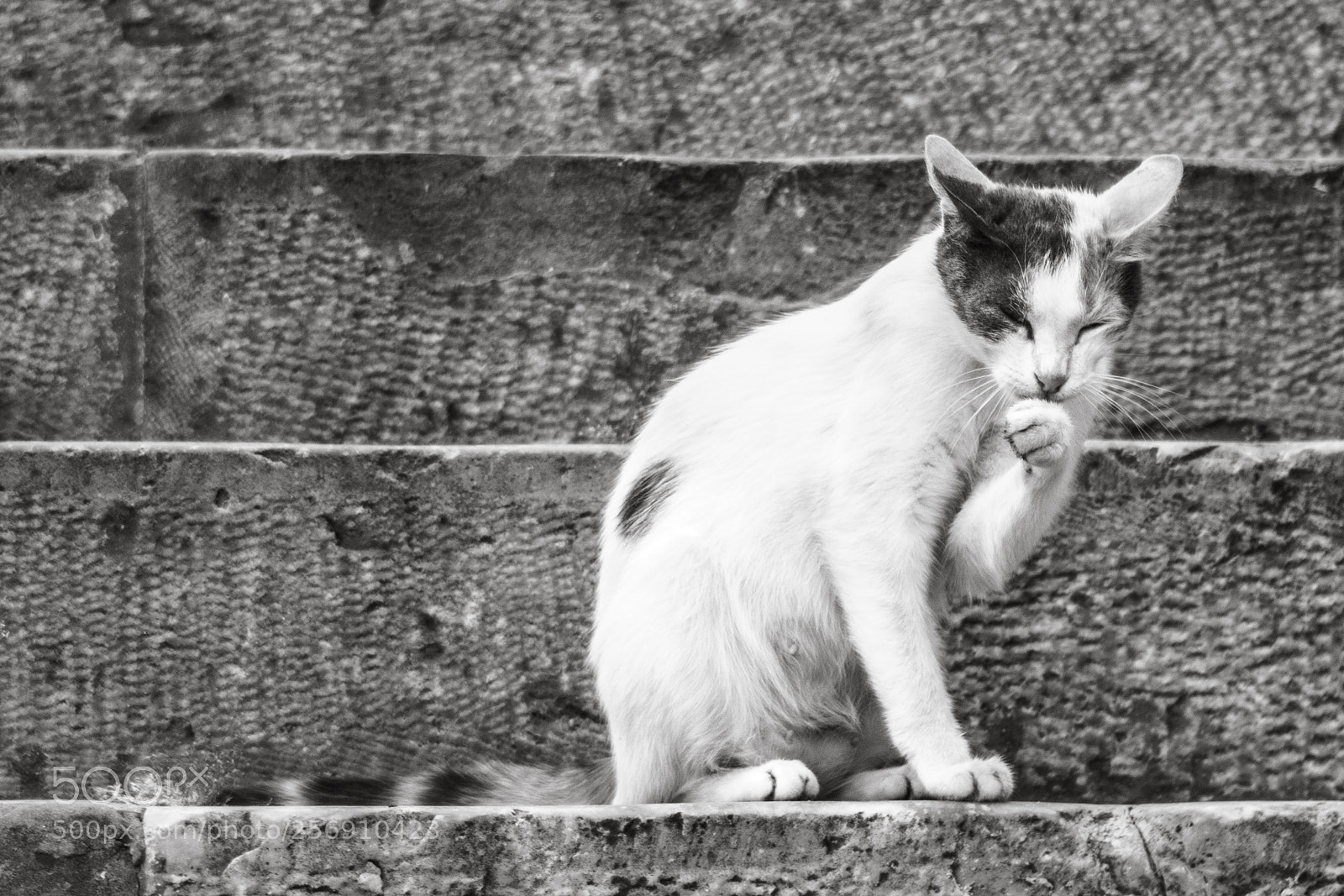 Sony a6000 sample photo. Cat photography