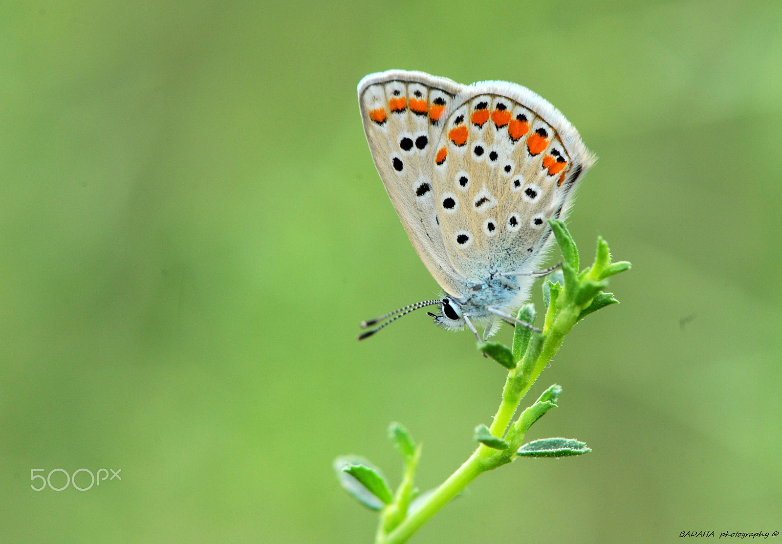 Nikon AF-S Micro-Nikkor 105mm F2.8G IF-ED VR sample photo. Blue style photography