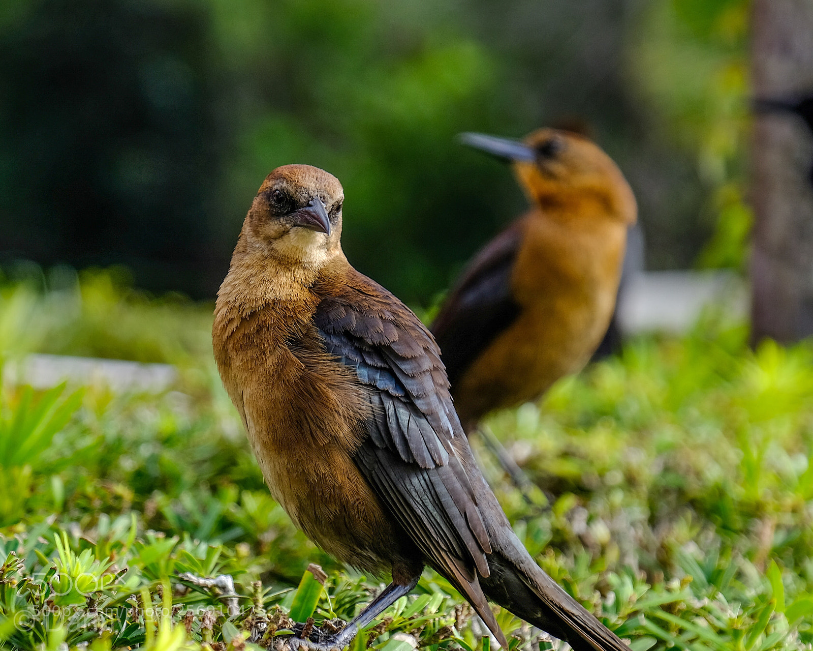 Fujifilm X-T2 sample photo. Robins composition photography