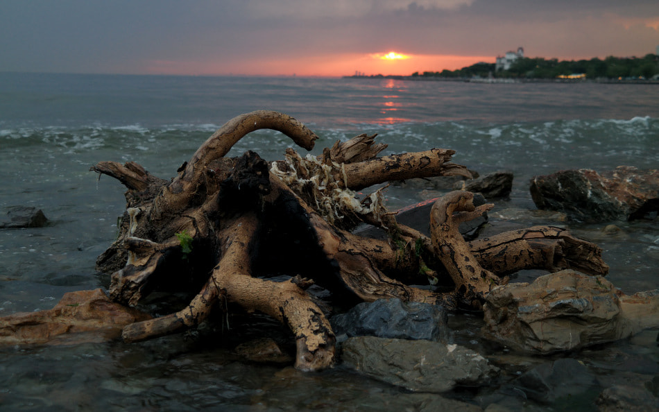 Samsung NX30 sample photo. Octopus tree (2) photography