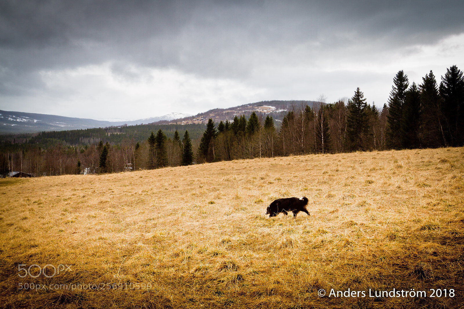 Canon EOS 7D sample photo. Border collie chanza photography