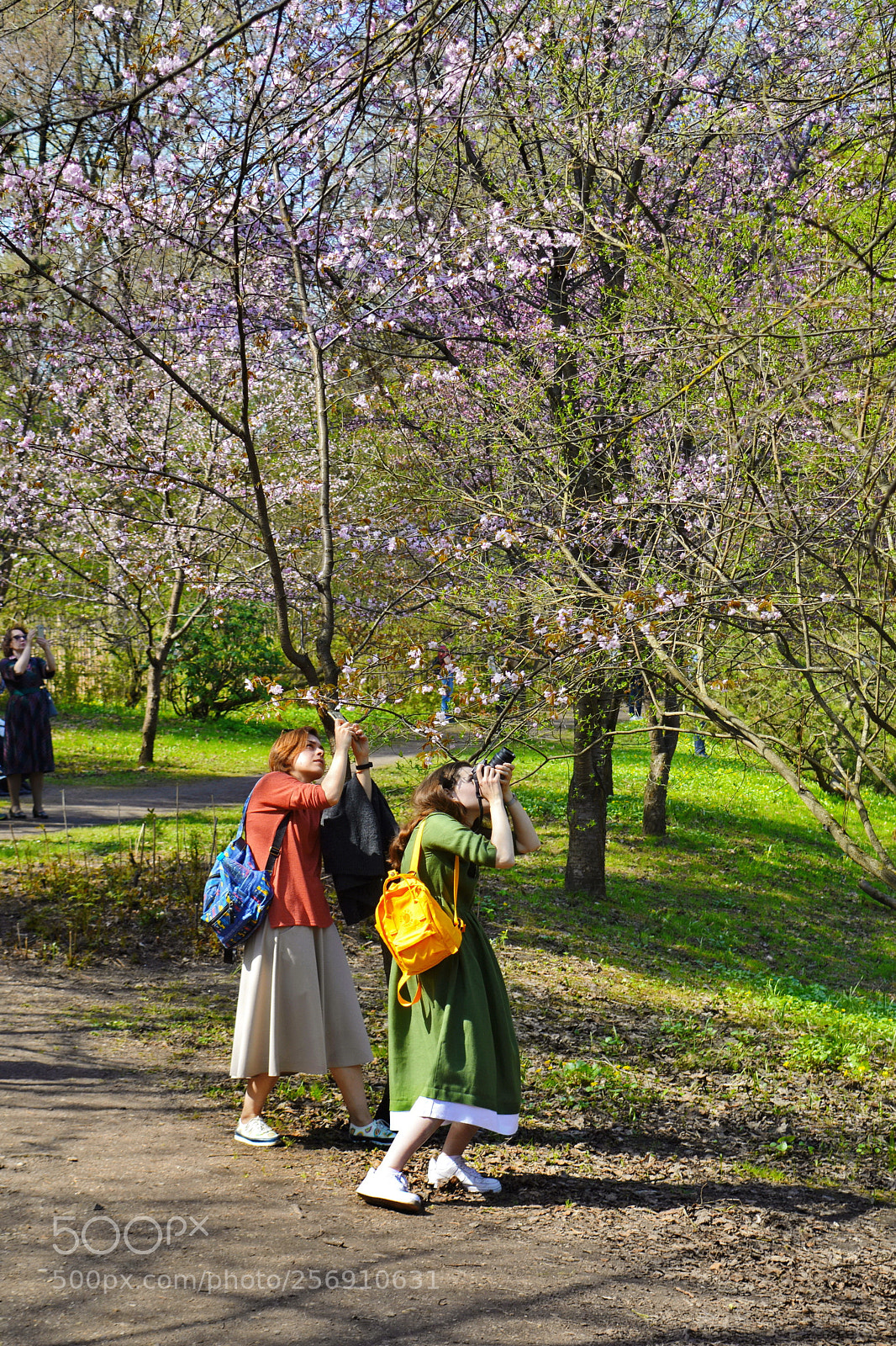 Nikon D5200 sample photo. All colors of spring photography