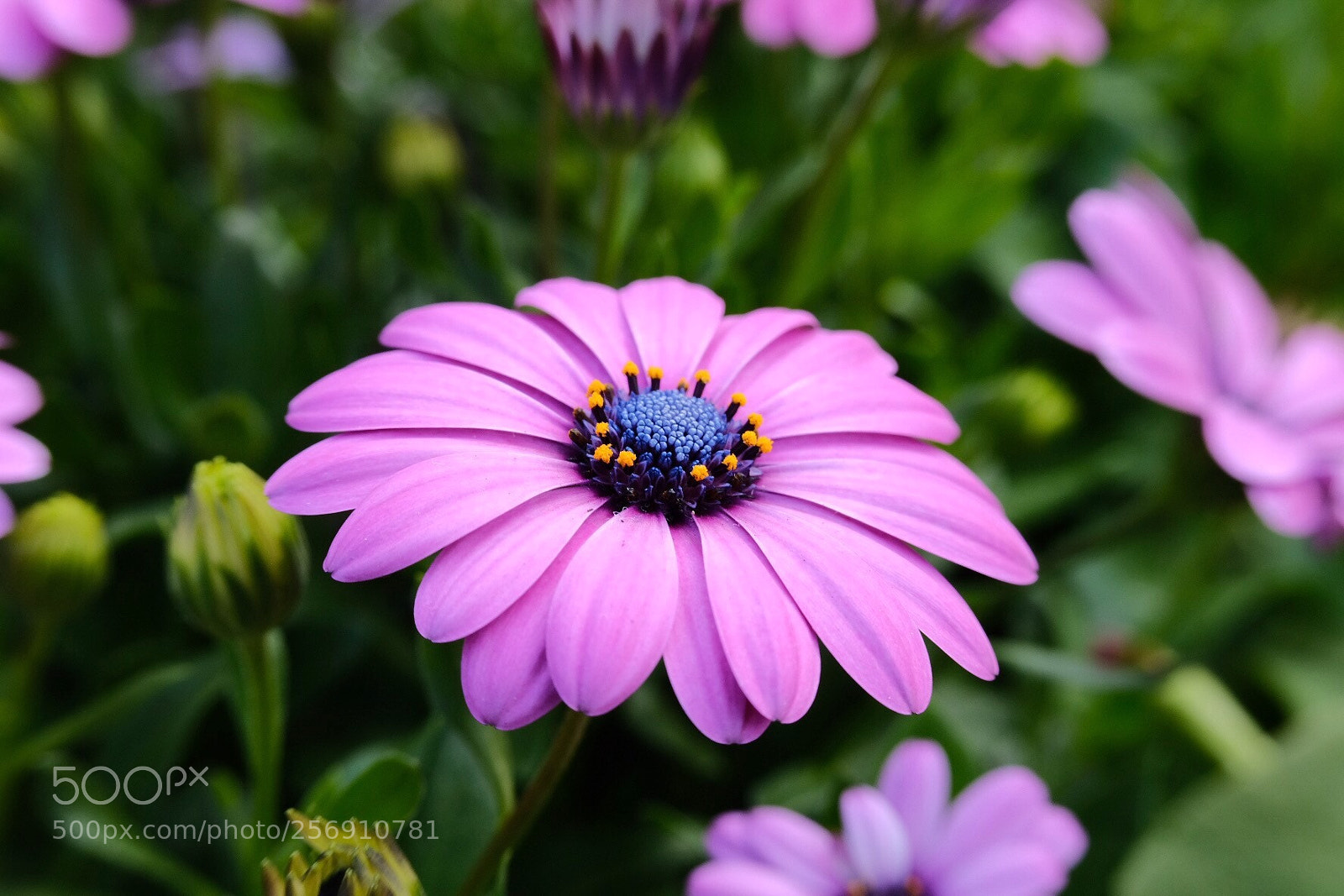 Fujifilm X-T20 sample photo. Purity  photography