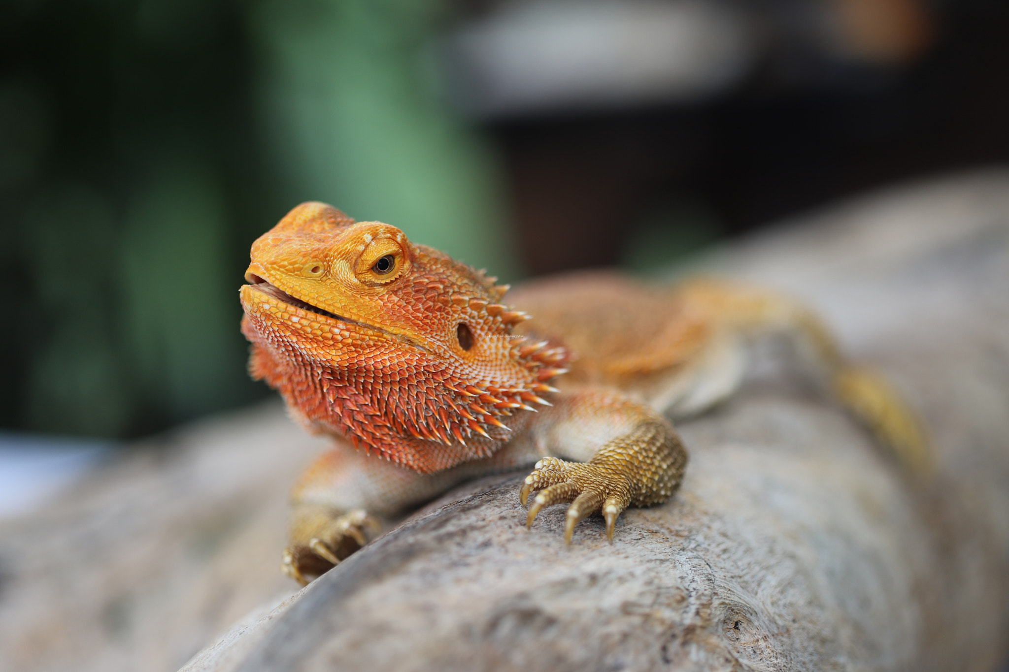 Canon EF 100mm F2.8 Macro USM sample photo. Bearded dragon photography
