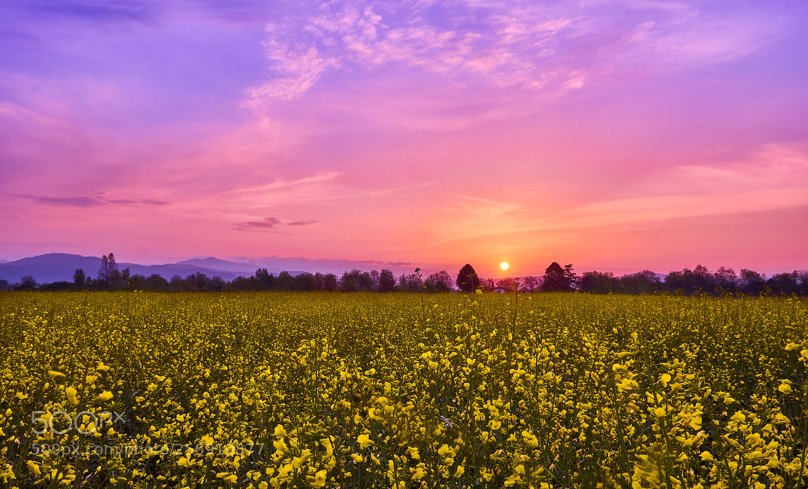 Nikon D3200 sample photo. Dawn on an oilseed photography