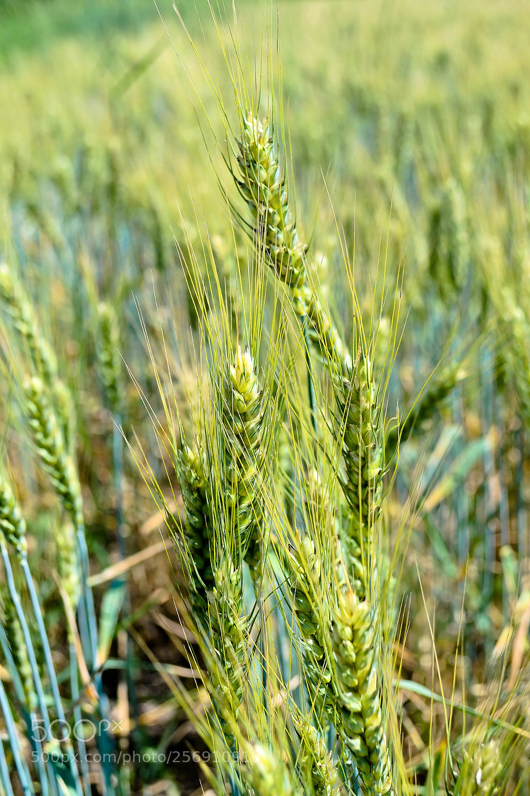 Nikon D3100 sample photo. Field photography