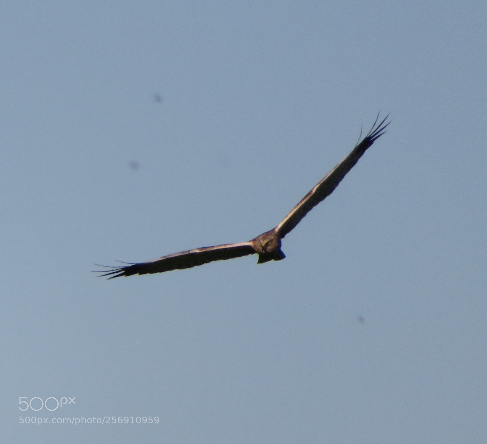 Canon PowerShot SX720 HS sample photo. Pingjum 6 mei 2018 photography