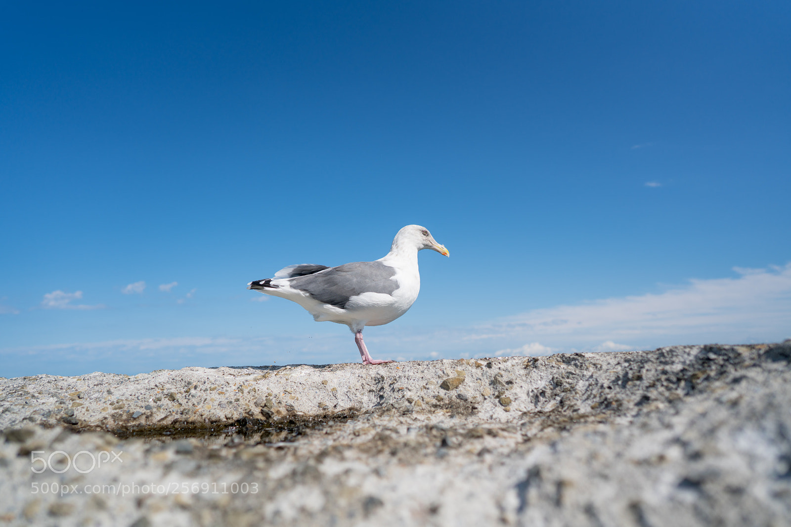 Sony a7R II sample photo. Edit photography
