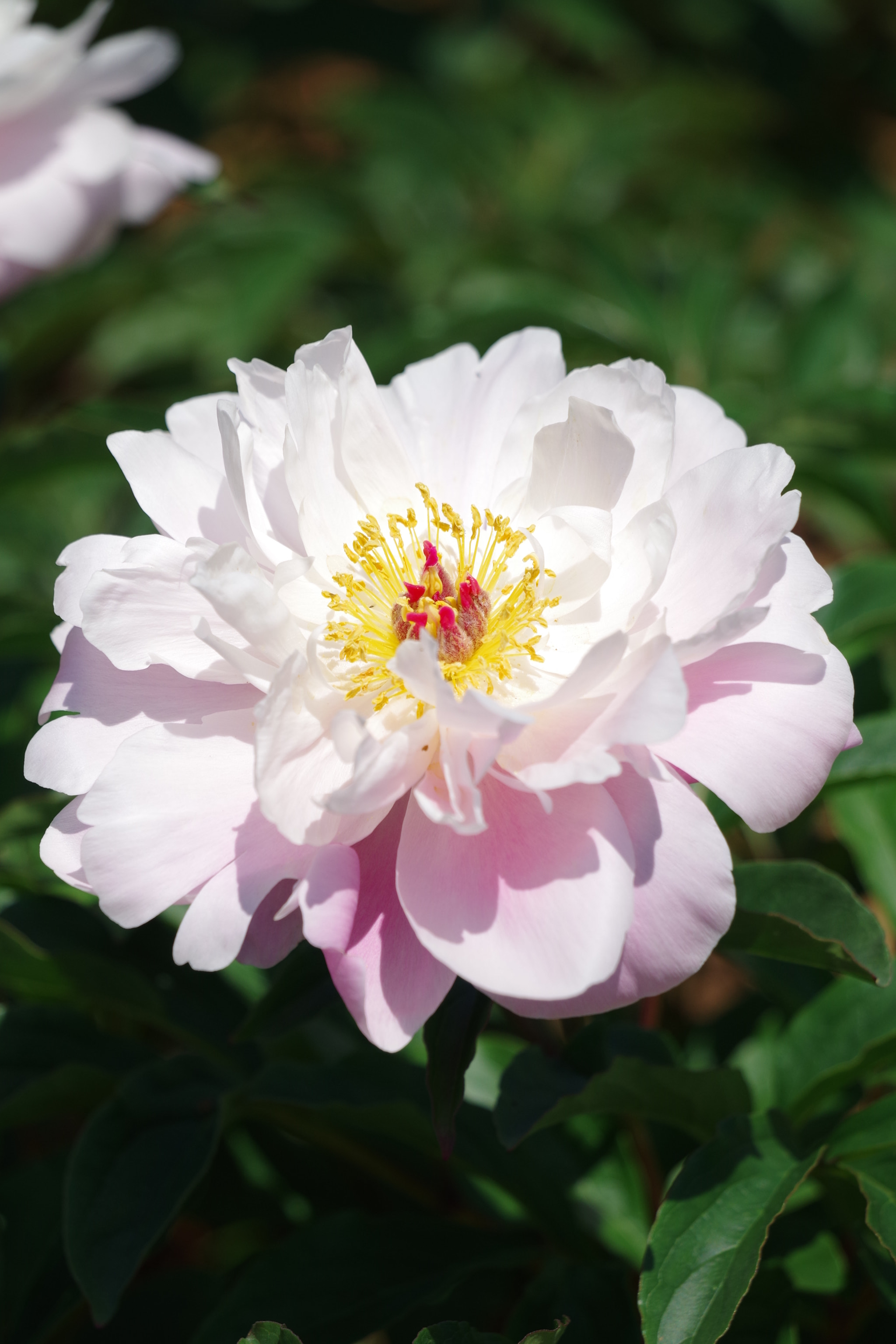 Pentax K-S2 sample photo. Chinese peony 2018 #10 photography