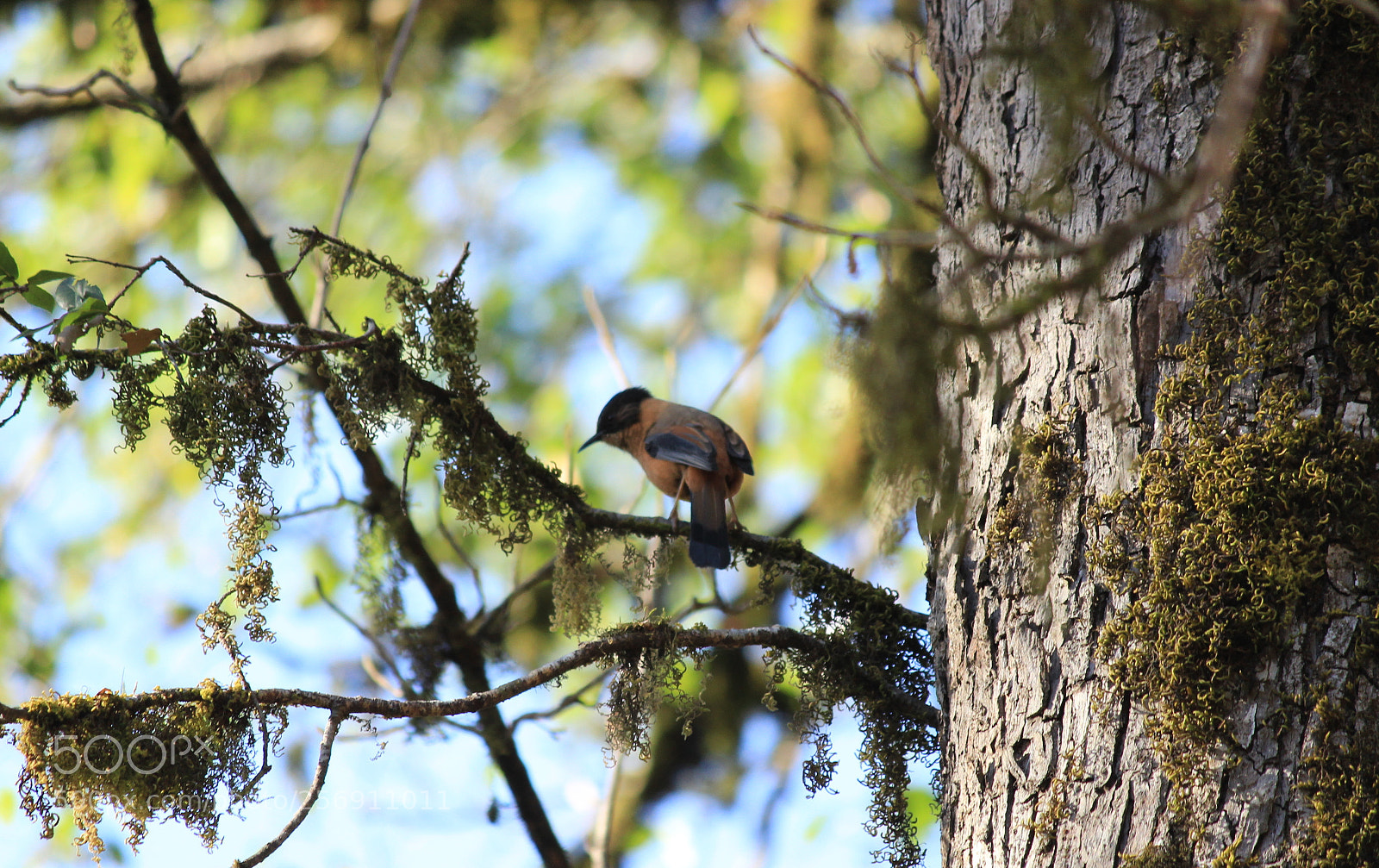 Canon EF-S 55-250mm F4-5.6 IS II sample photo. Sniper eyes photography