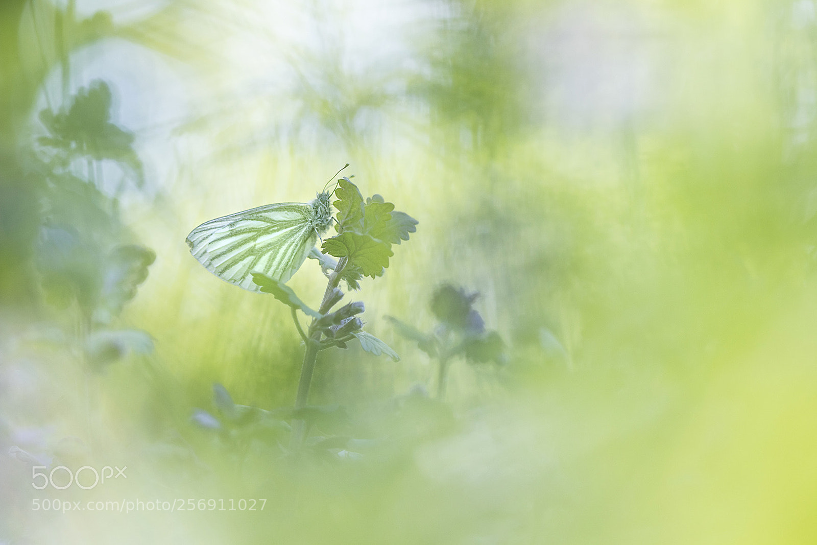 Canon EOS 80D sample photo. Between the greens photography