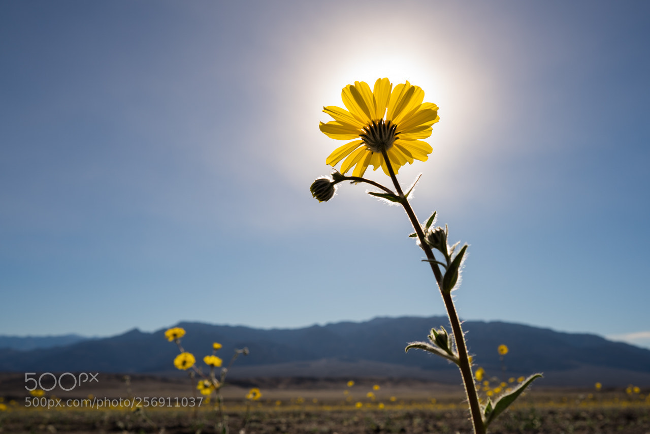 Sony a7R II sample photo. Desert gold sun photography