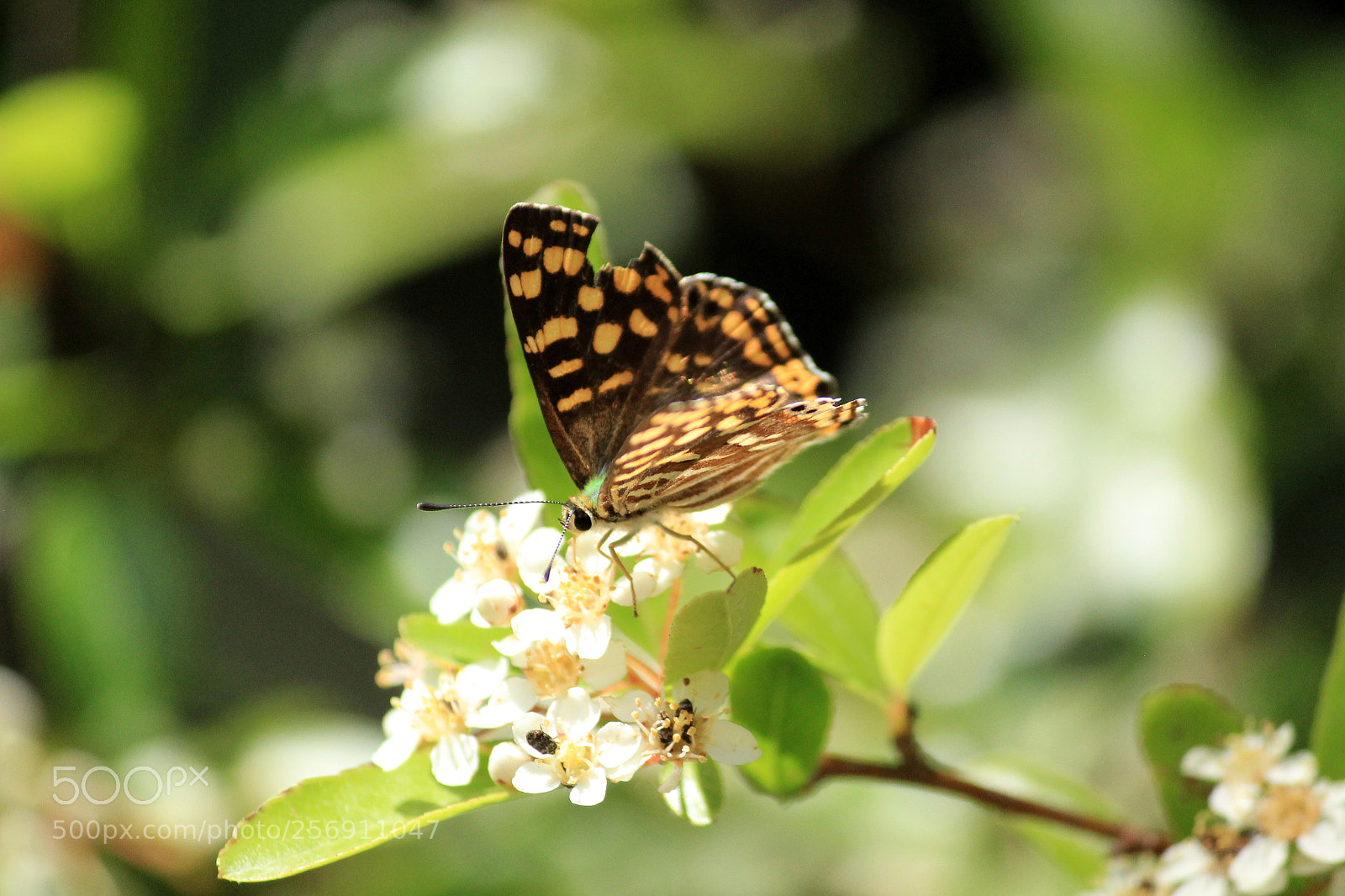 Canon EF-S 55-250mm F4-5.6 IS II sample photo. Nectar time photography