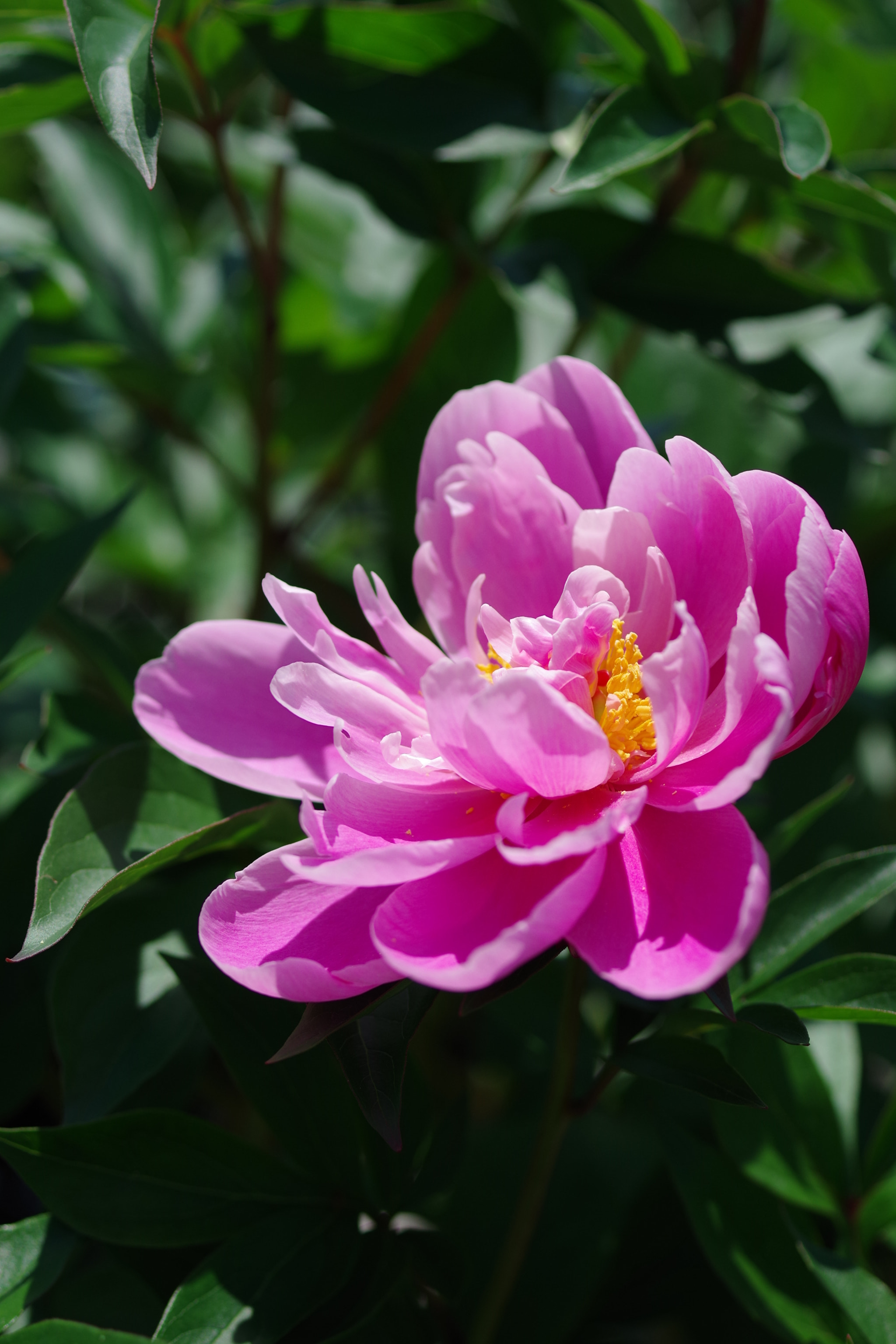 Pentax smc D-FA 50mm F2.8 Macro sample photo. Chinese peony 2018 #11 photography