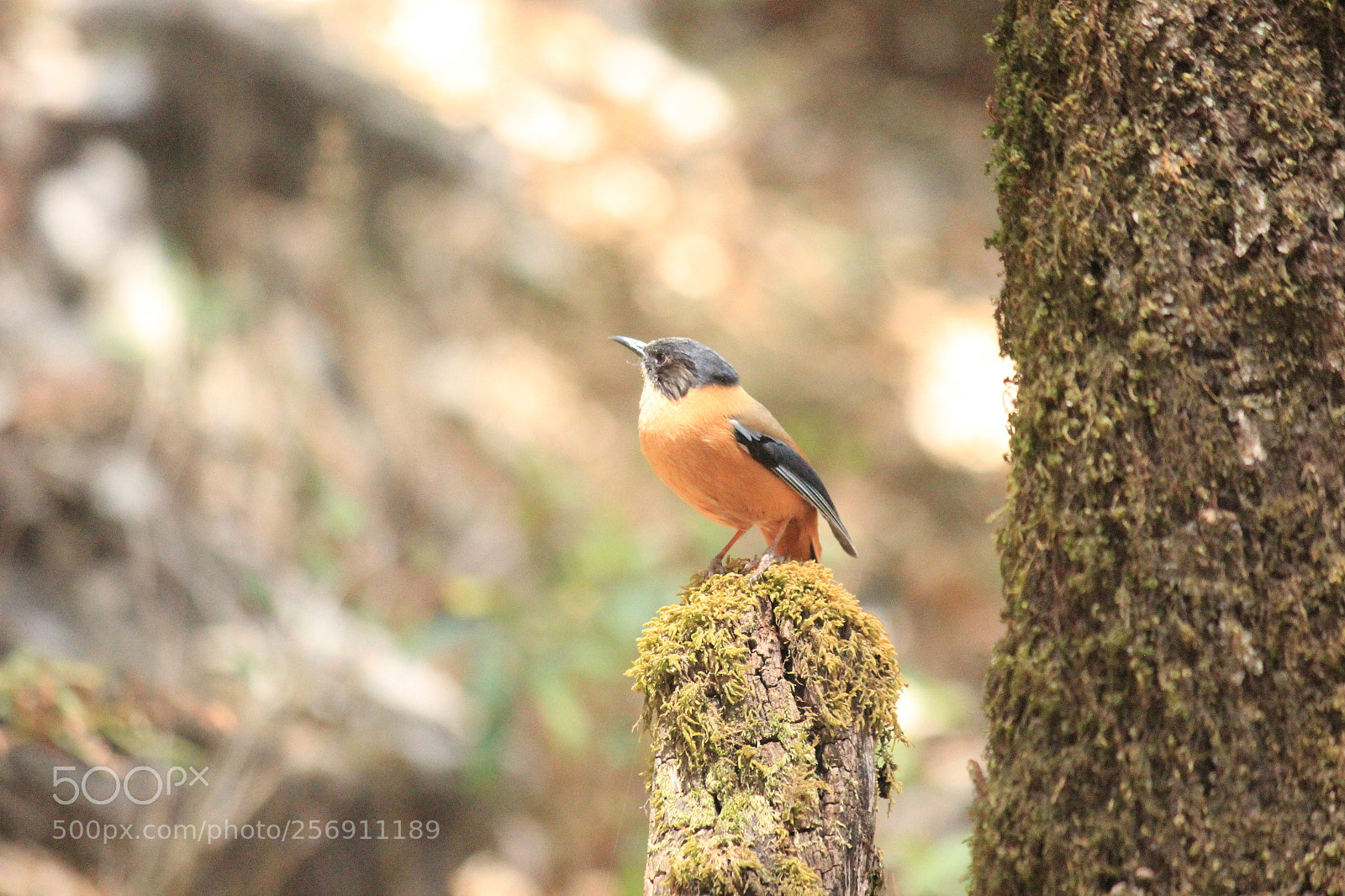 Canon EF-S 55-250mm F4-5.6 IS II sample photo. Optimistic view photography