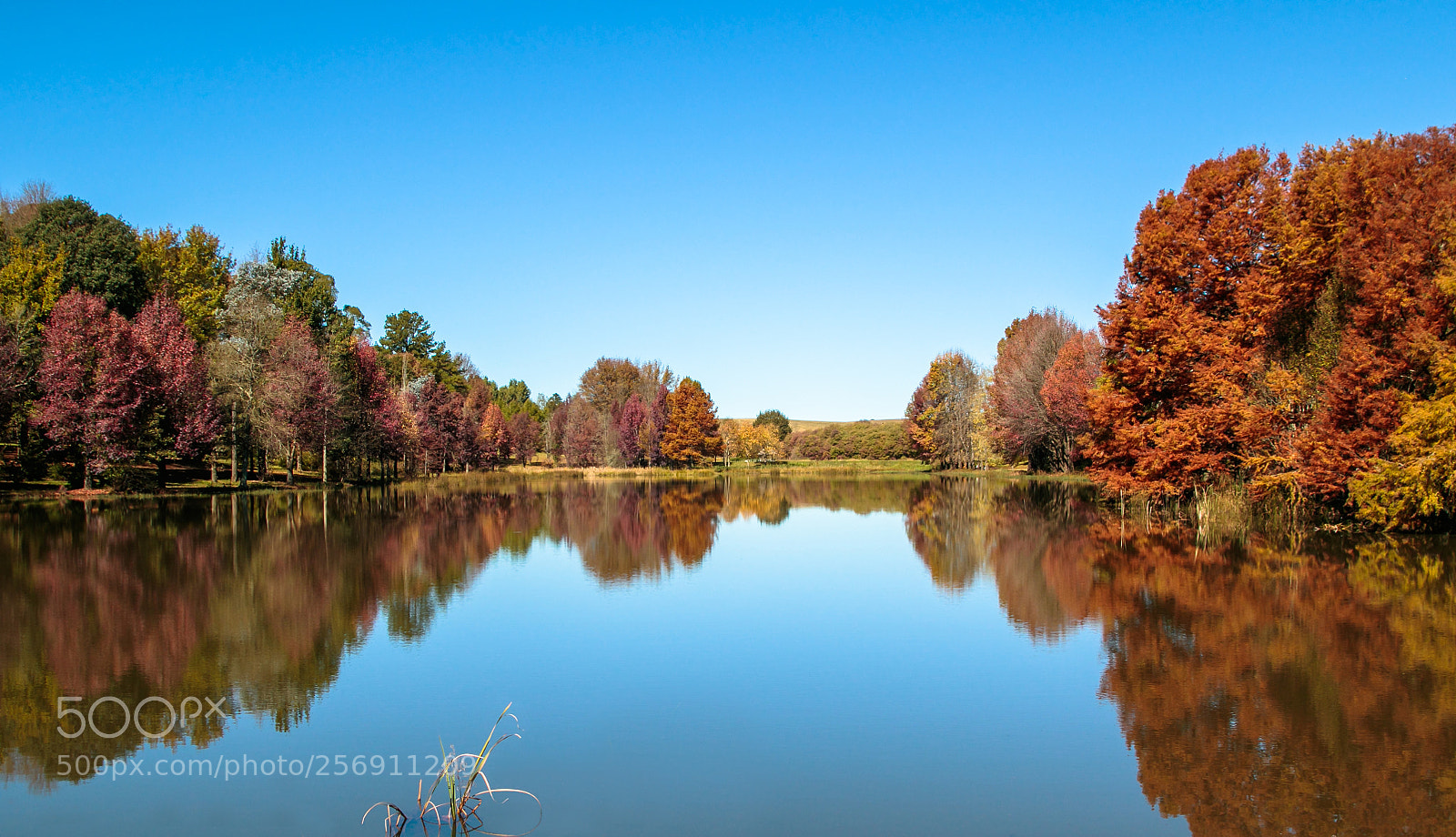 Canon EOS 7D Mark II sample photo. Kenmo in autumn photography